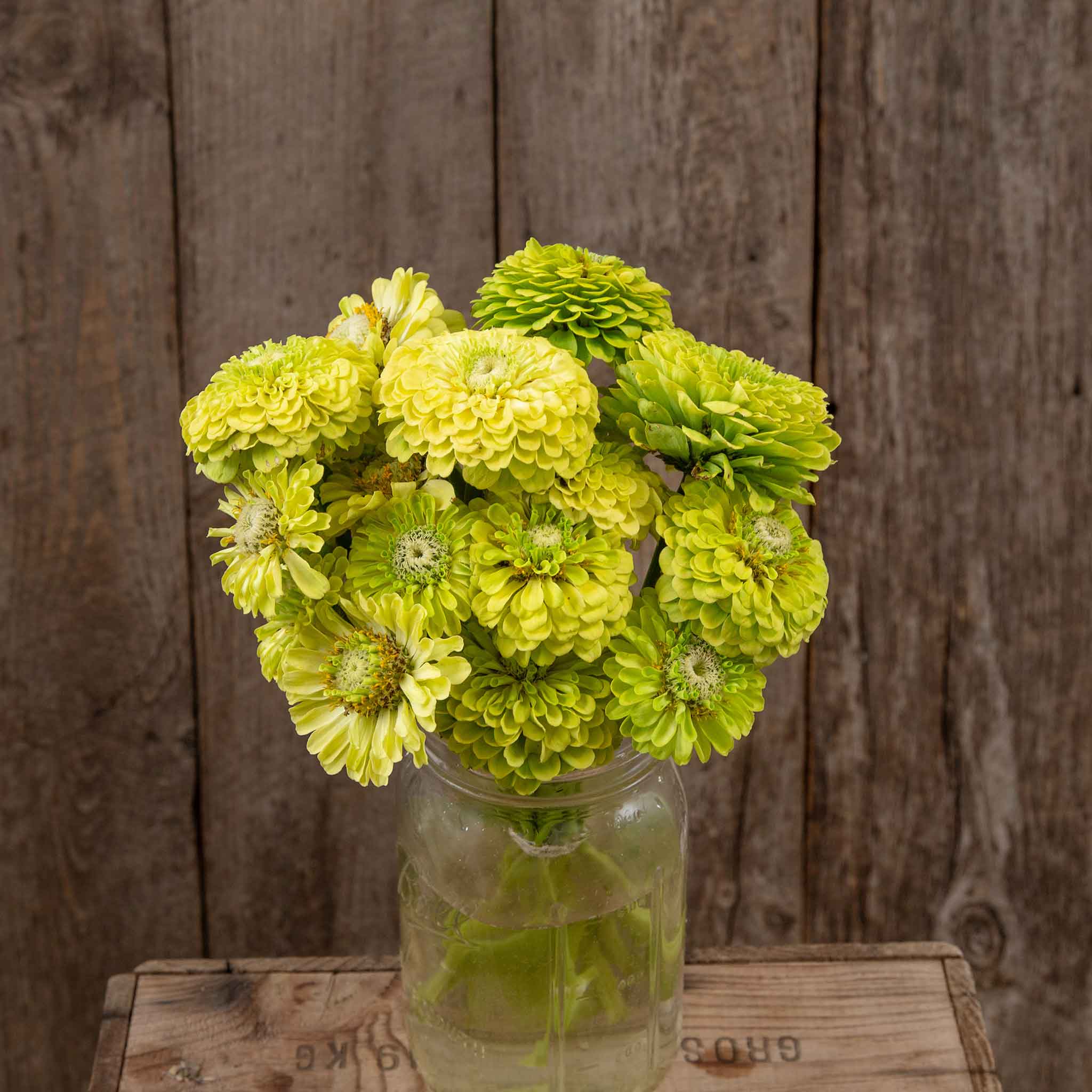 zinnia organic queeny lime