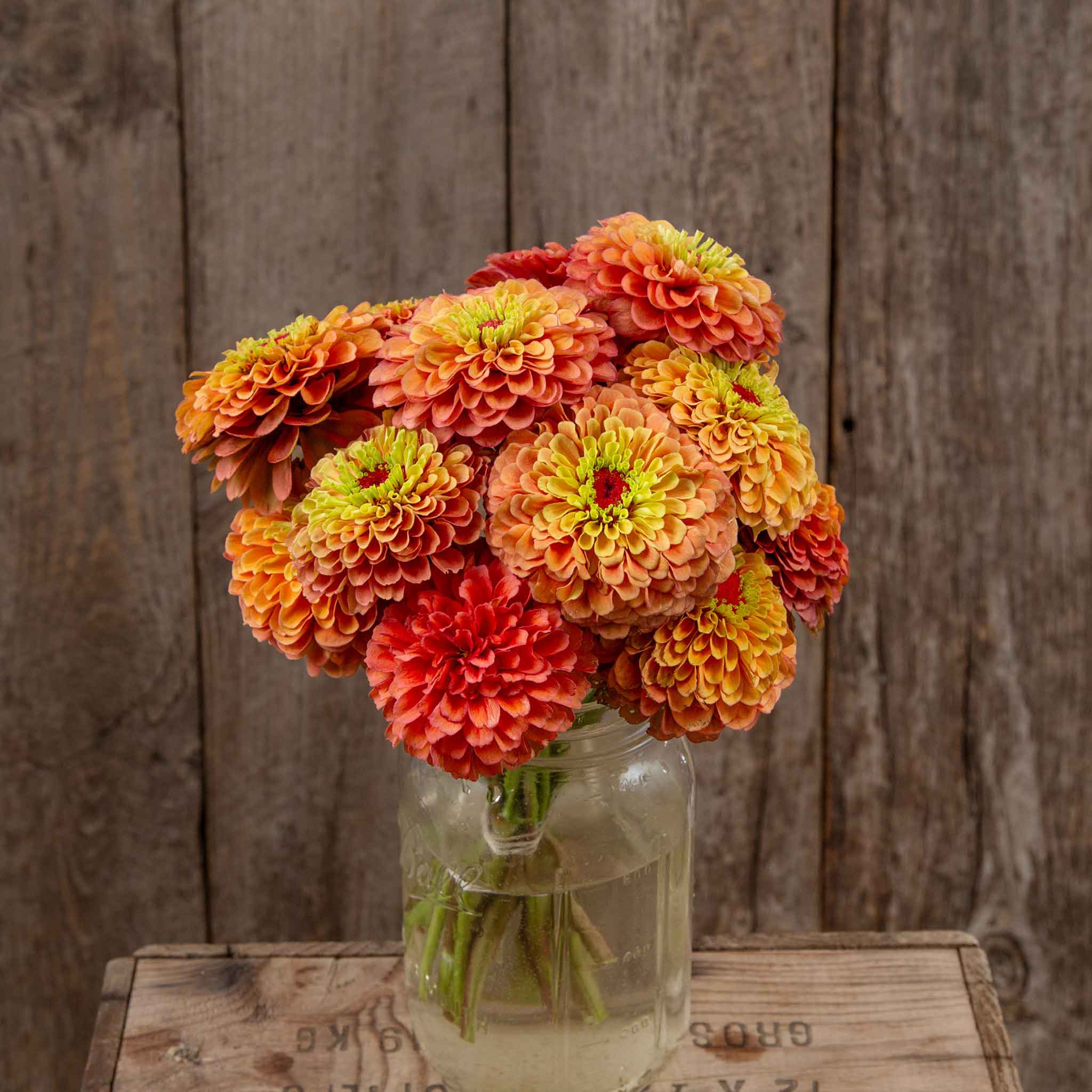 zinnia organic queeny lime orange