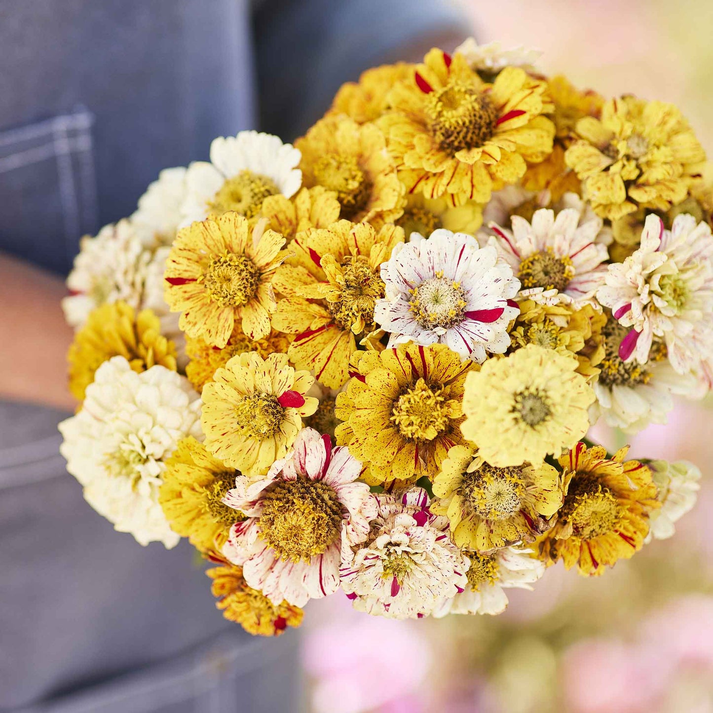 zinnia peppermint stick