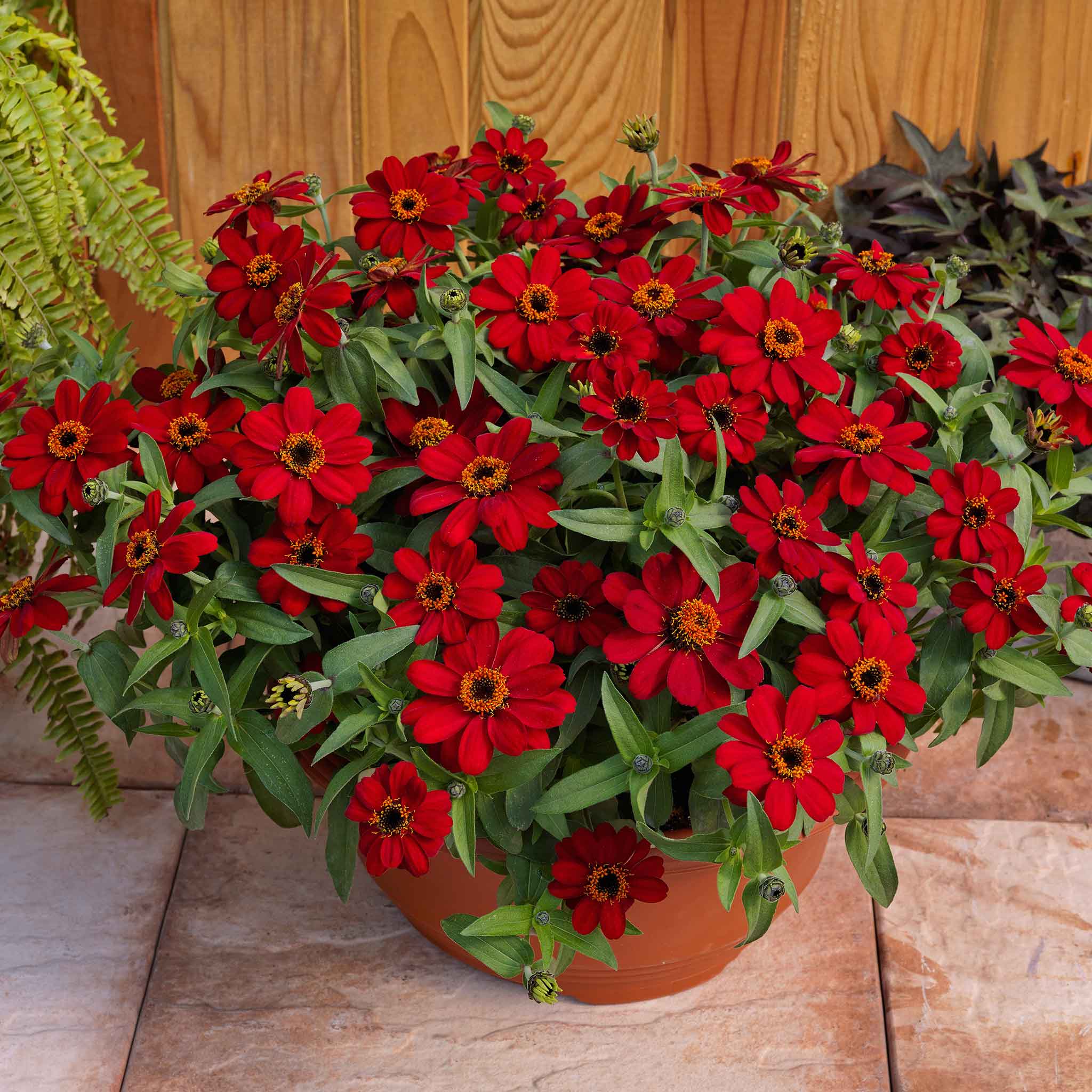 zinnia profusion red