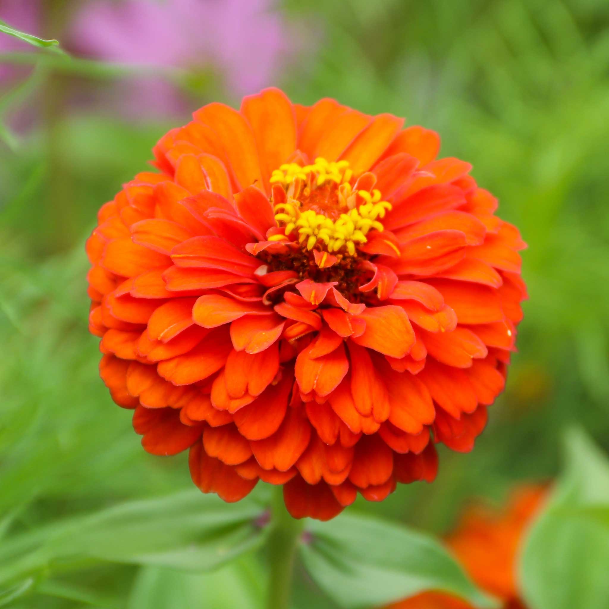 A close-up image of a bright pure orange Zinnia flower with a yellow center.