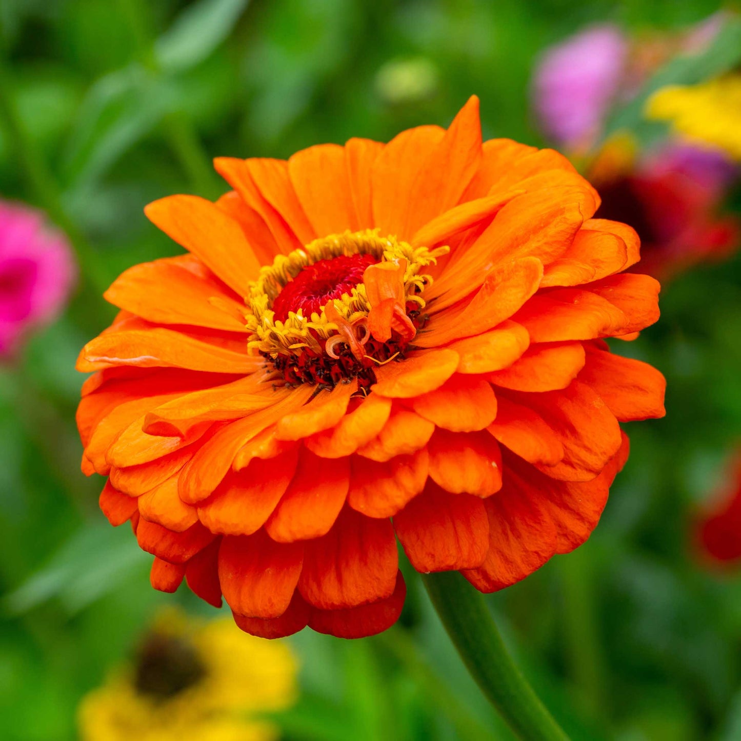 A close-up image of a bright pure orange Zinnia flower with a yellow center.