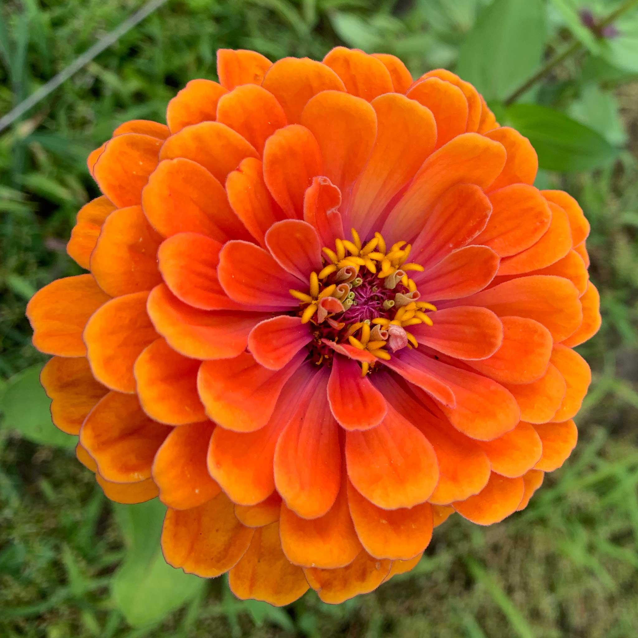 A close-up image of a bright pure orange Zinnia flower with a yellow center.