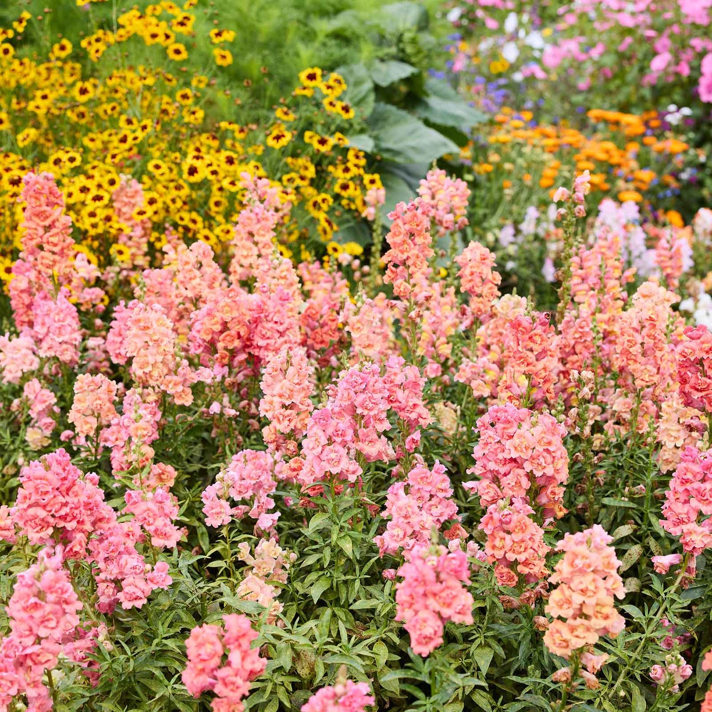 Orange and pink Snapdragons growing in a natural setting.