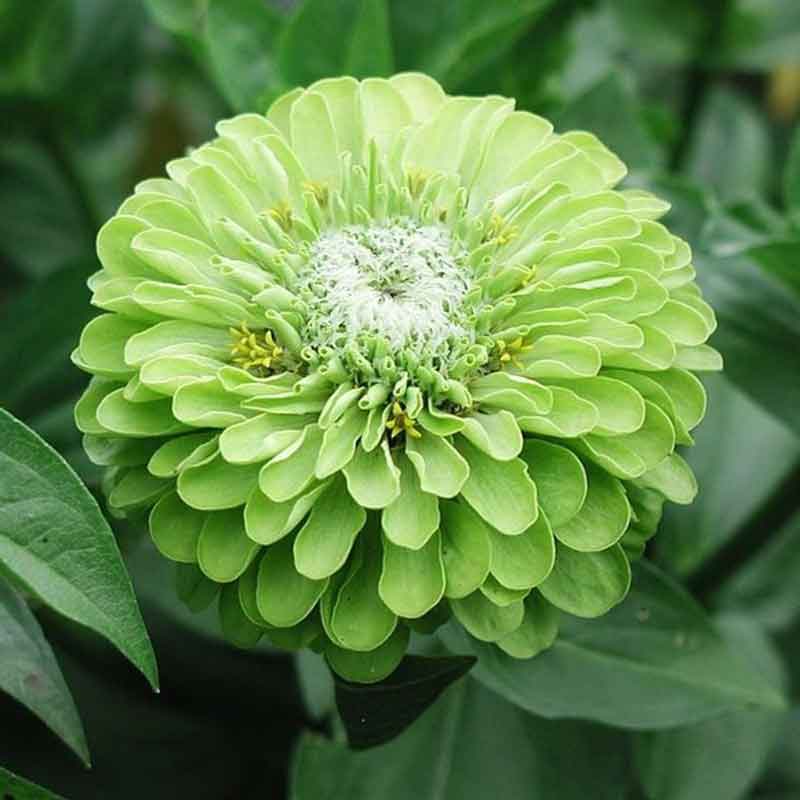 zinnia tequila lime