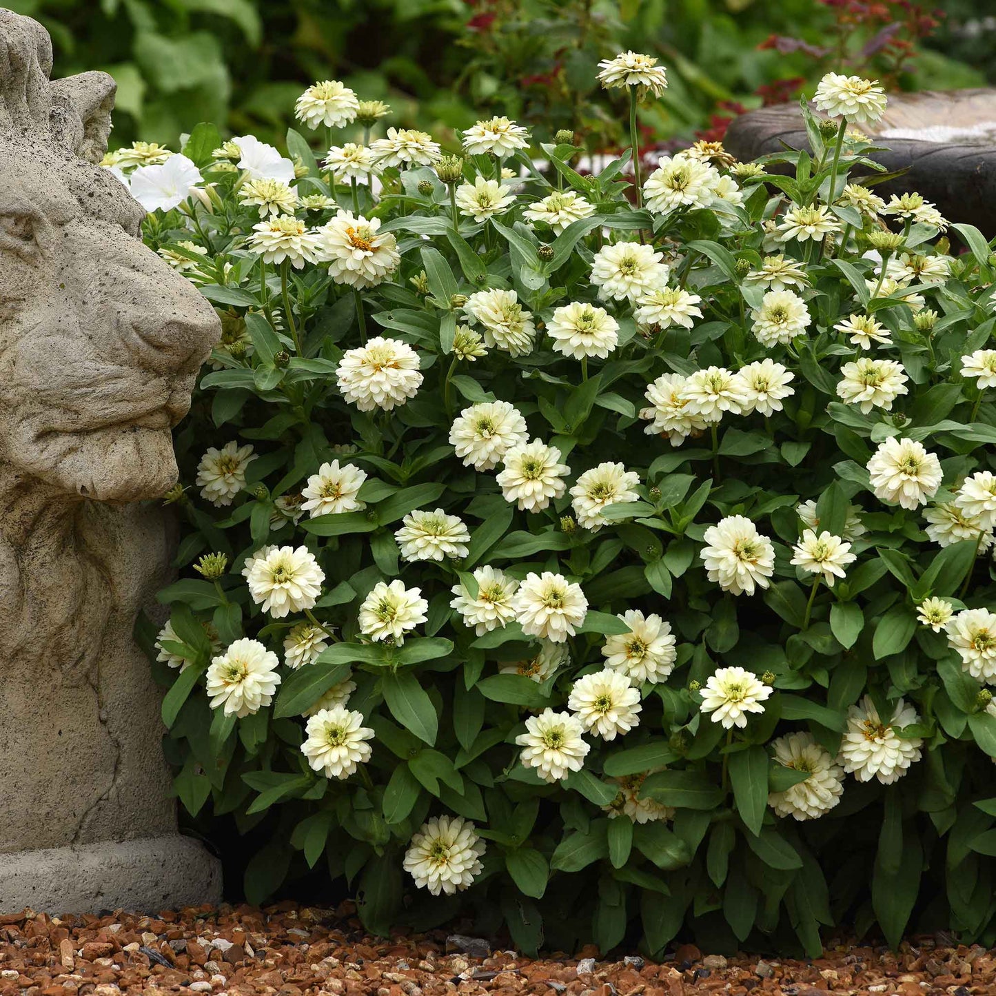 zinnia zahara double white