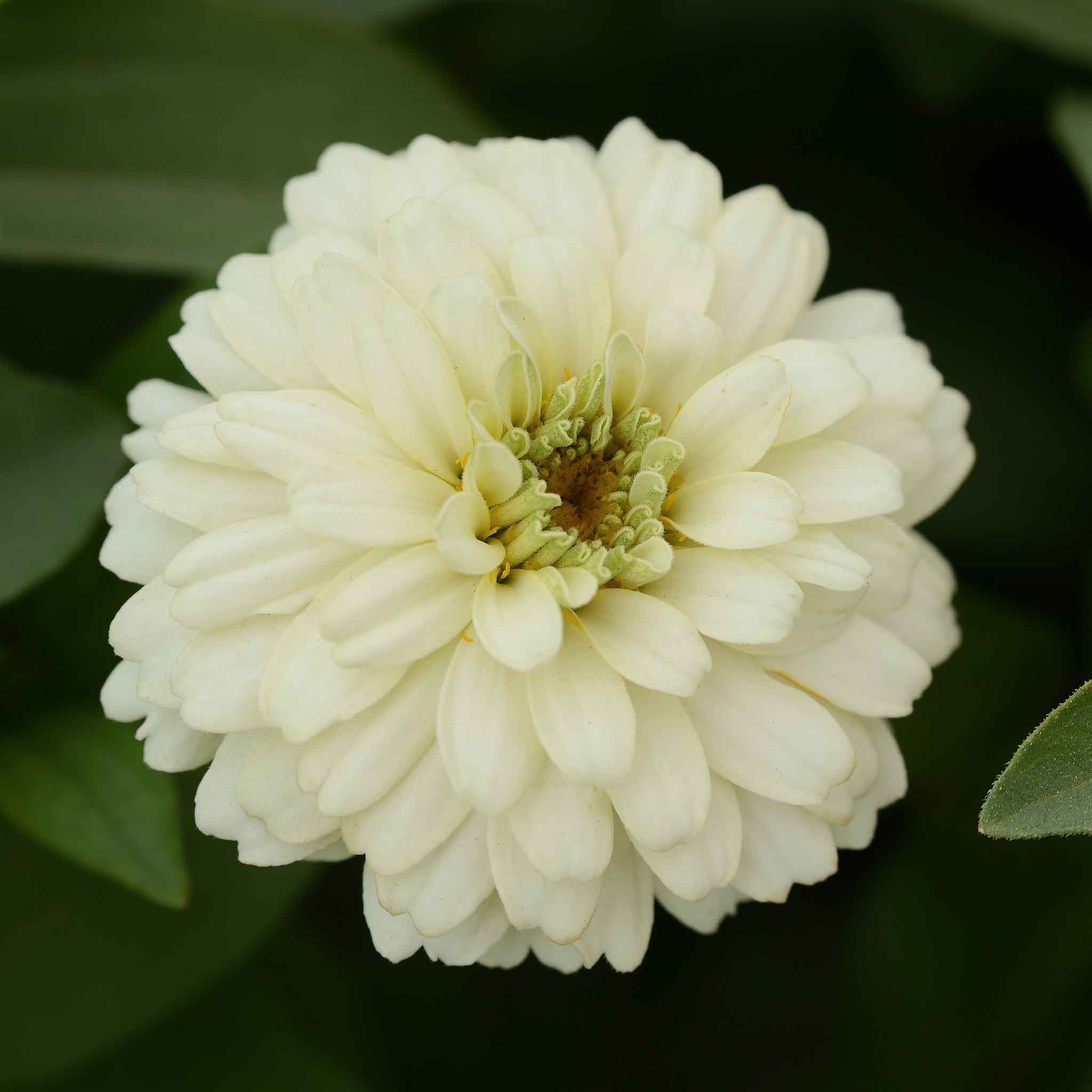 zinnia zahara double white