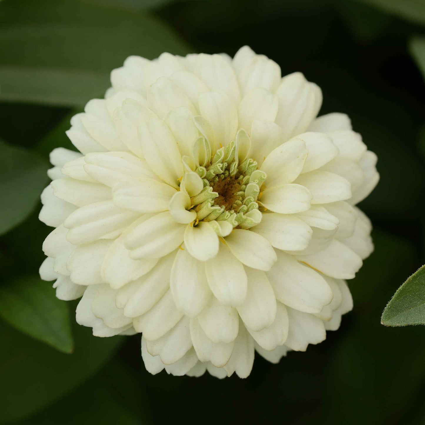 zinnia zahara double white