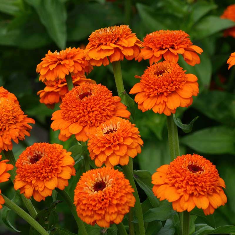 zinnia zinderella orange