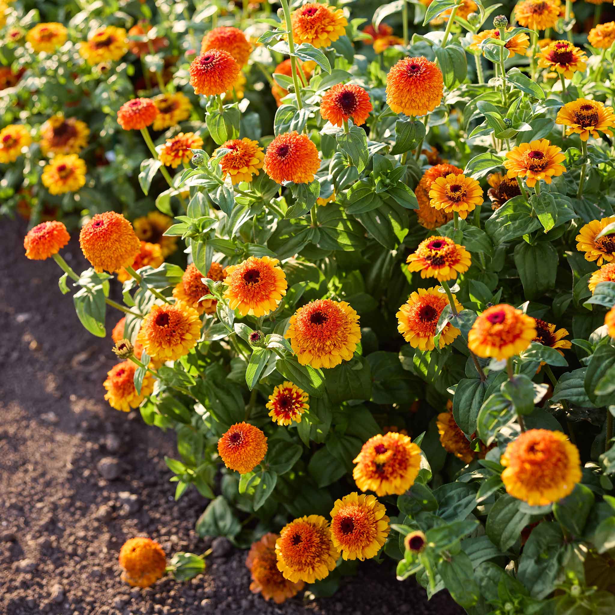 Patch of orange and yellow Zinderella Zest zinnia flowers with green leaves.