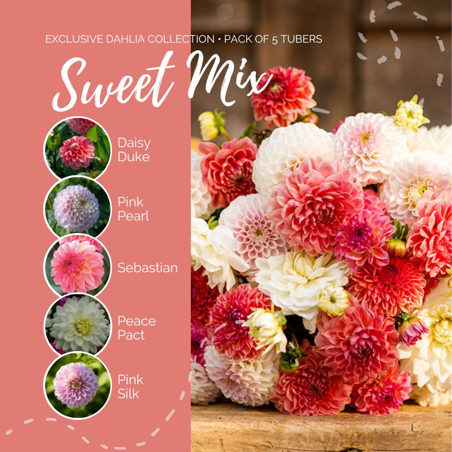 dahlia sweet mix contents