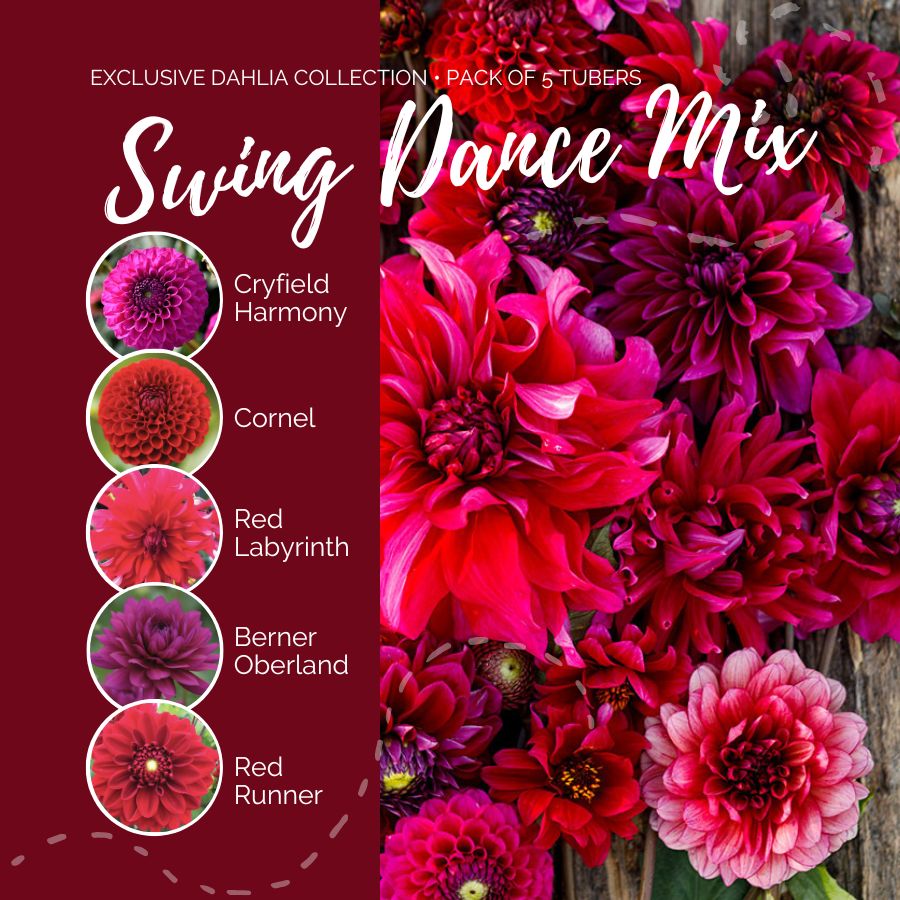 dahlia swing dance mix contents
