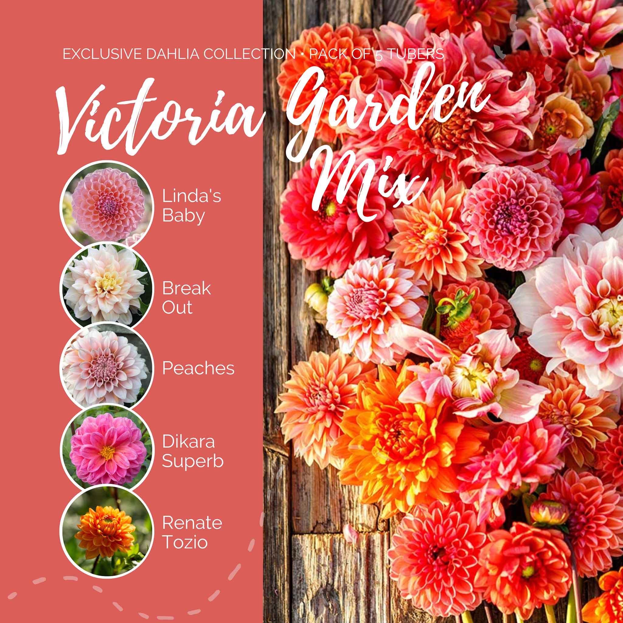 dahlia victoria garden mix contents