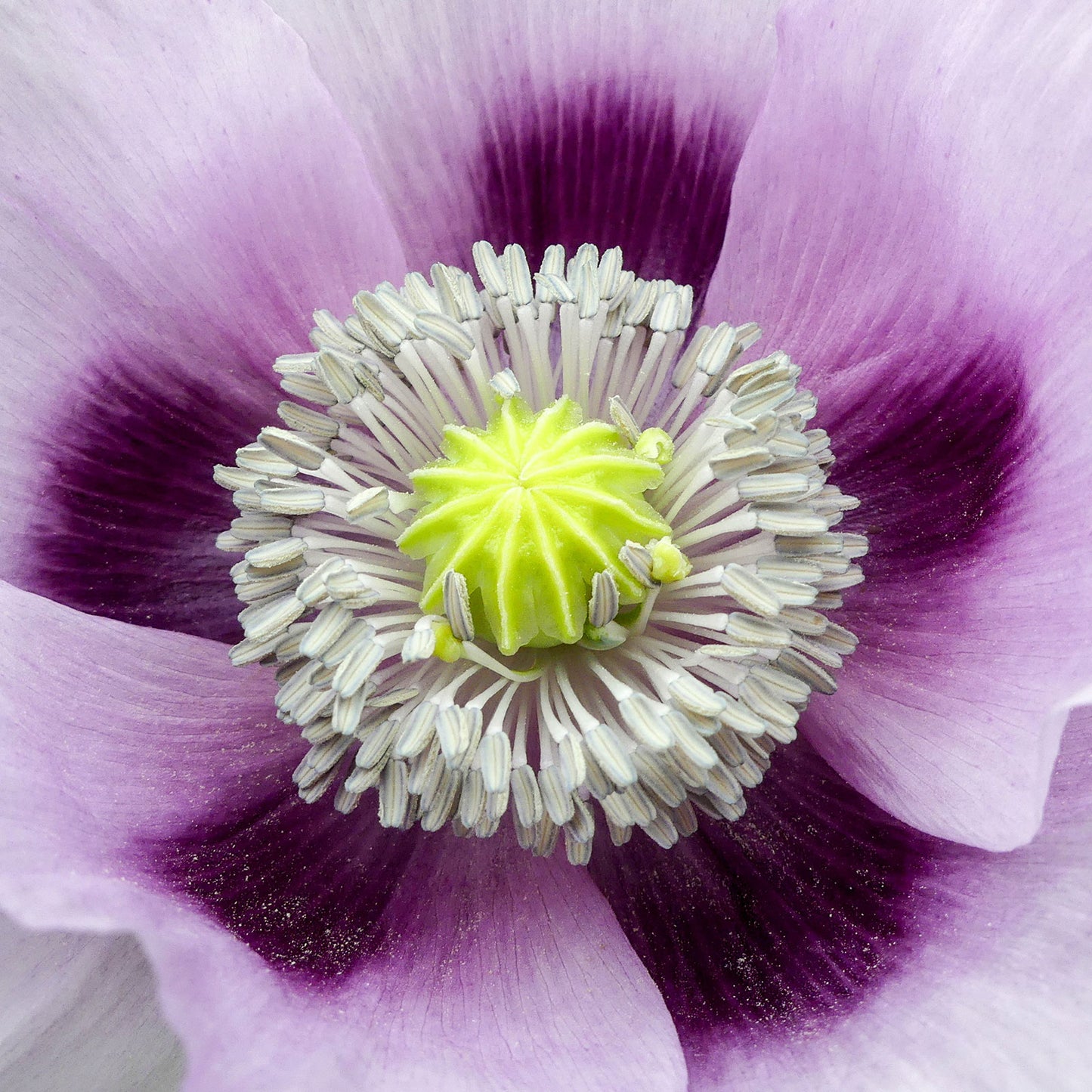 blue moon poppy