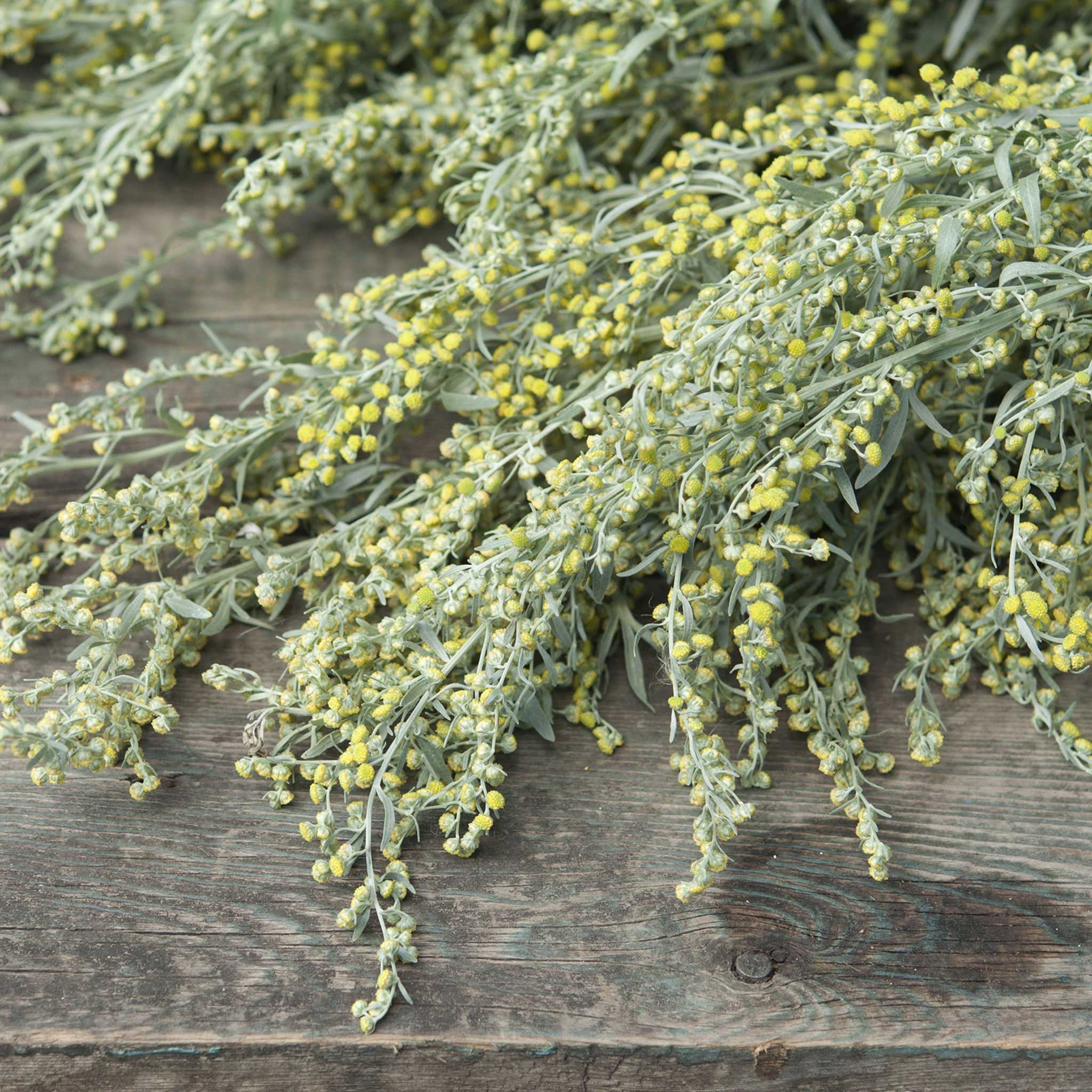 Stems of absinthe wormwood laying on a wood table, showing their texture and size.