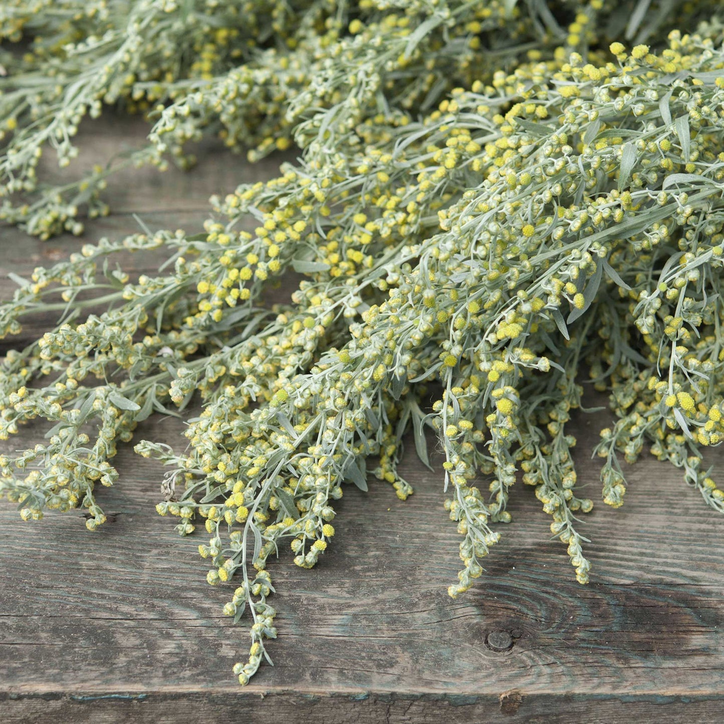 Stems of absinthe wormwood laying on a wood table, showing their texture and size.