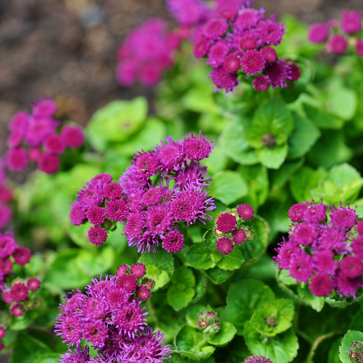 red flint ageratum