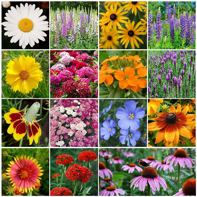 20 Flower Seeds Variety Pack - Individual Flowers Seeds for Planting |  Flower Seeds Packs for Planting Outside & Indoors