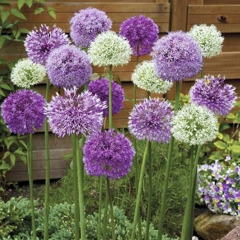 All-In-One Mix Allium