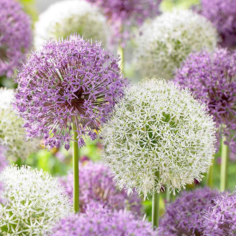 Giant Mix Allium