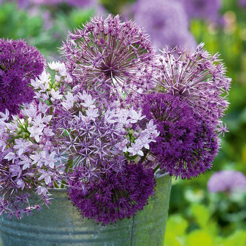 allium graceful mix