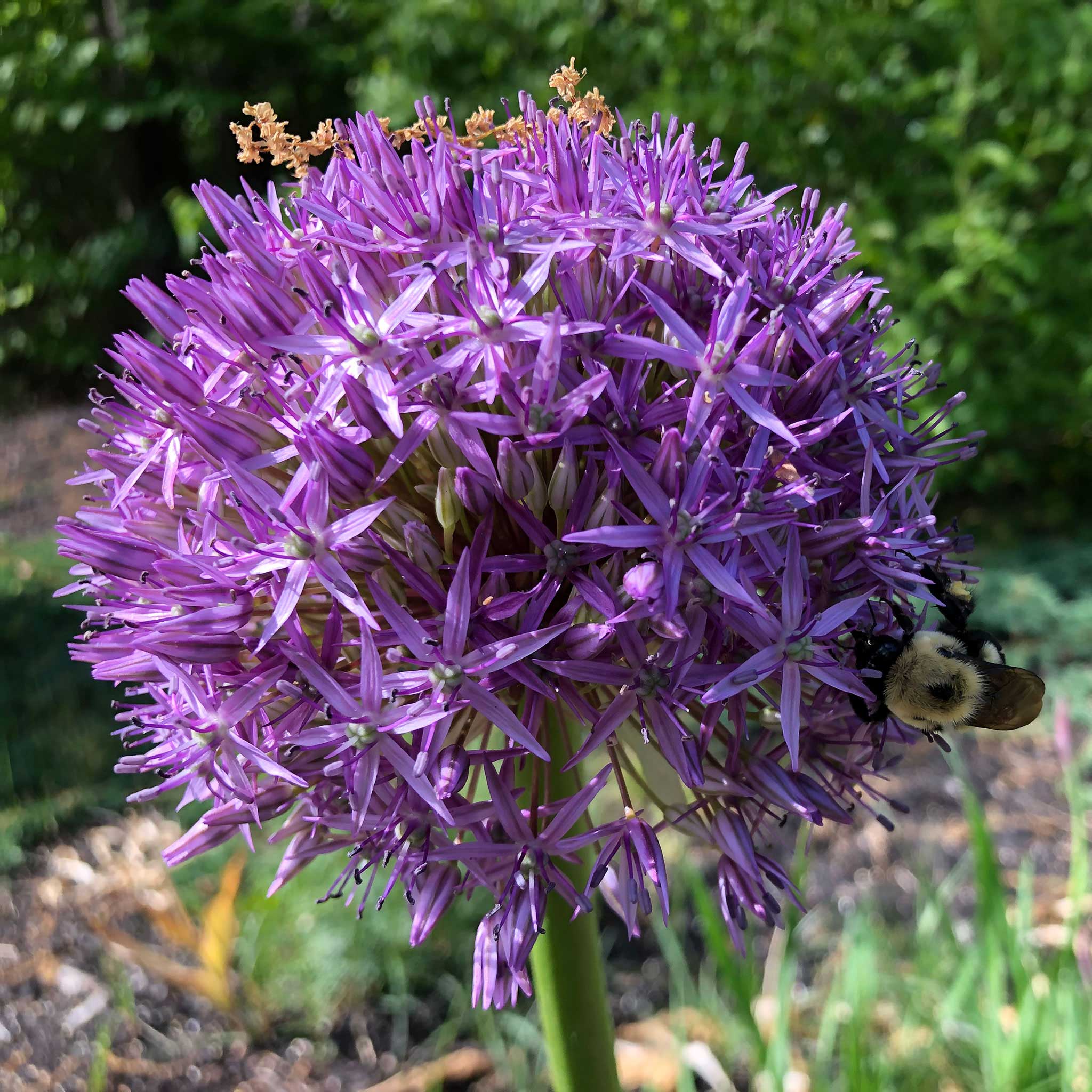 A purple allium sensation with many small purple florets against a green background.