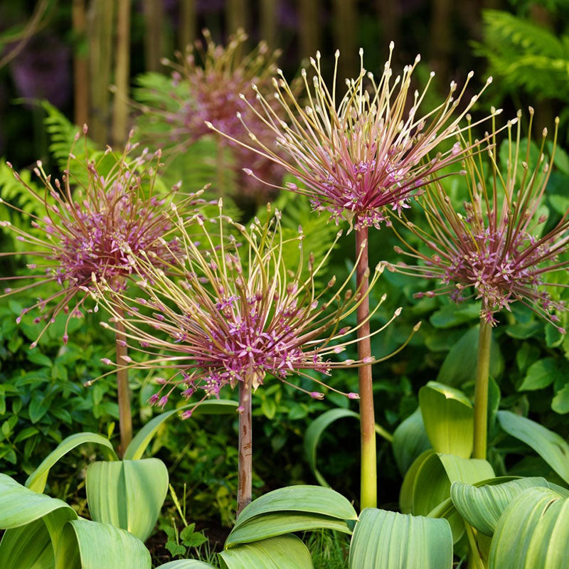 Schubertii Allium