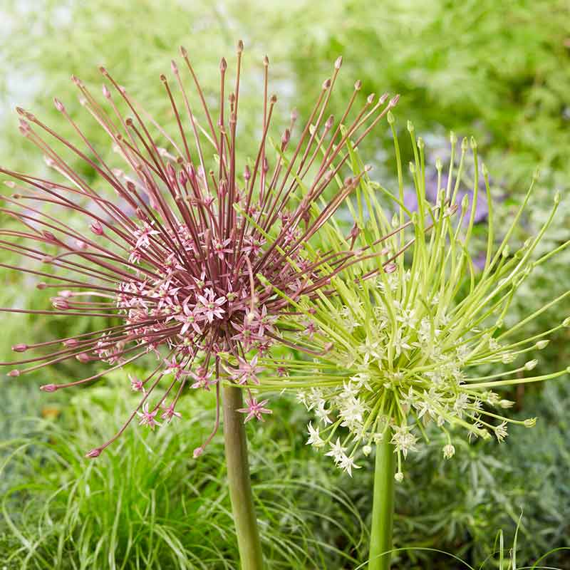 allium schubertii mix