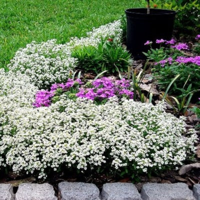 Carpet of Snow Alyssum