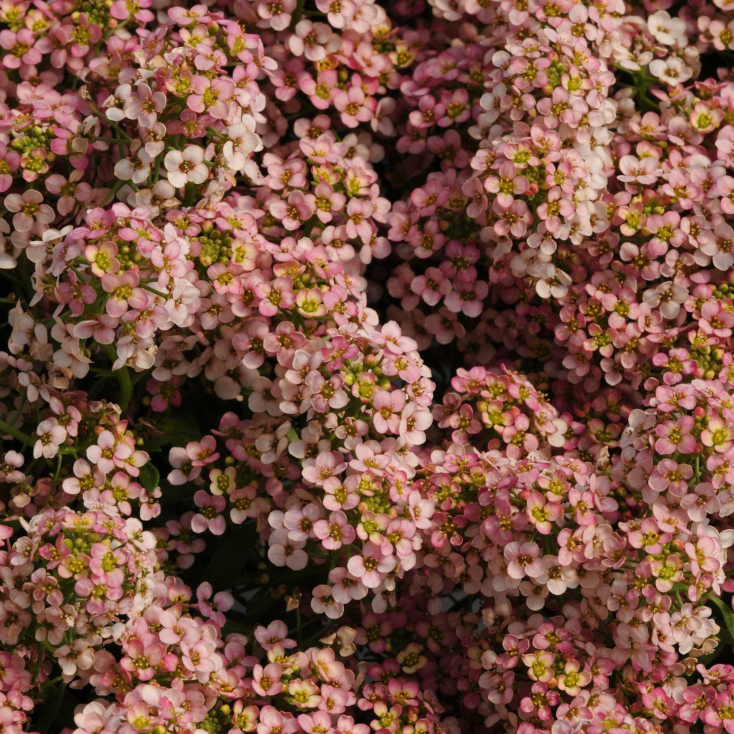 alyssum easter bonnet mix