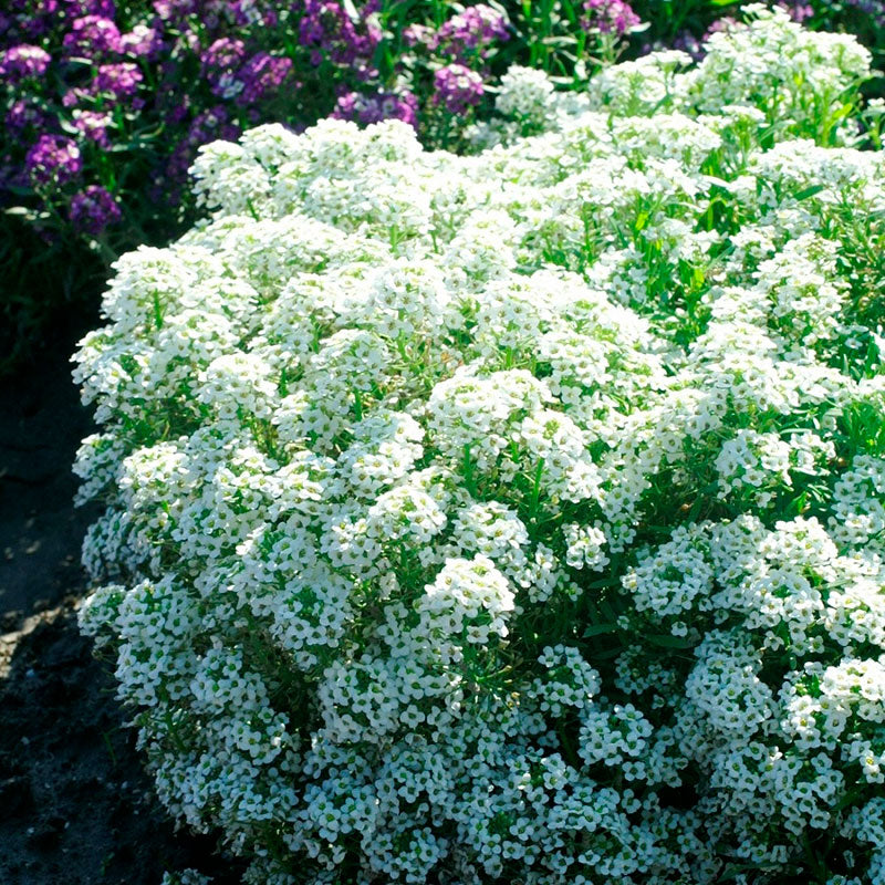 Tiny Tim Alyssum