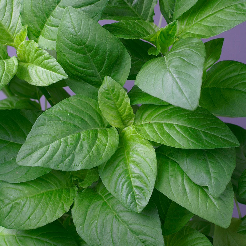 Green Callaloo Amaranthus