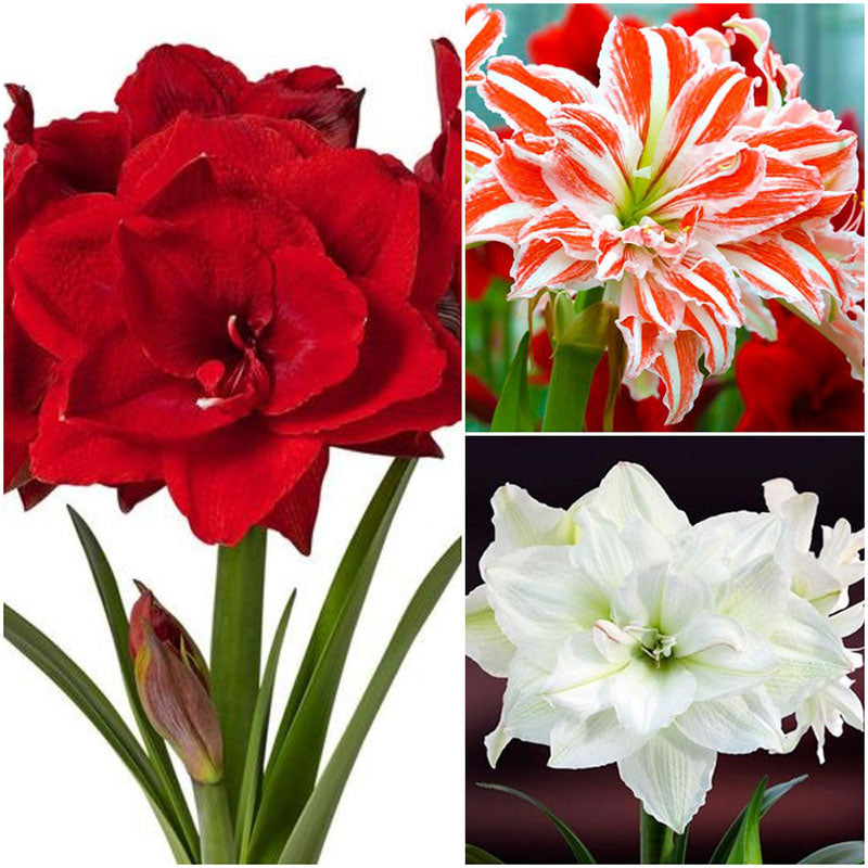 Holiday Mix Amaryllis