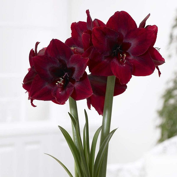 Royal Velvet Amaryllis