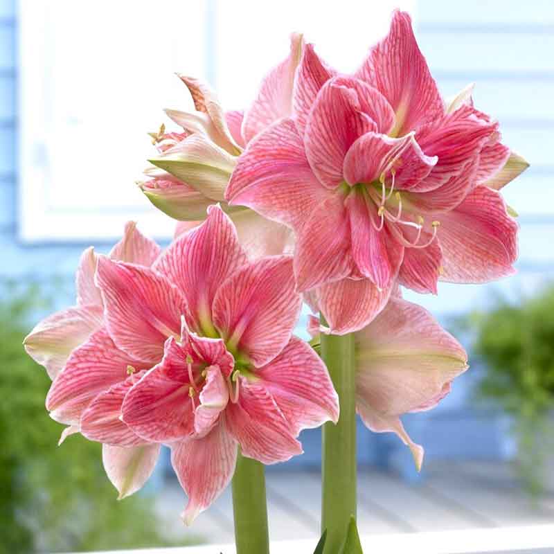 amaryllis sweet nymph