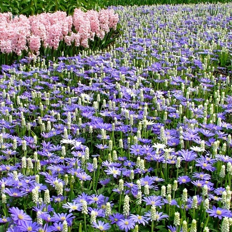 blue and white mix anemone