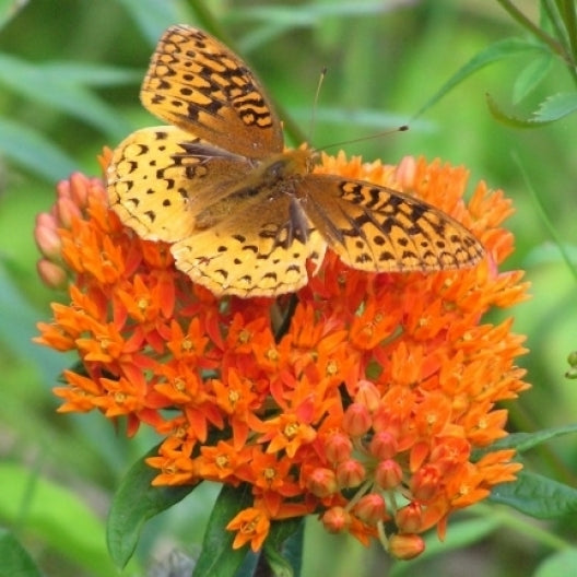 Butterfly Milkweed