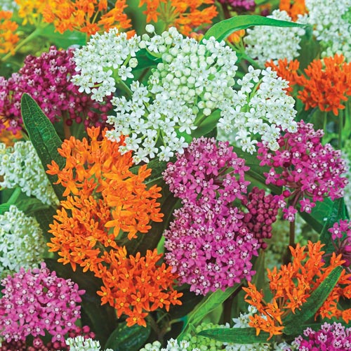 Asclepias Mix