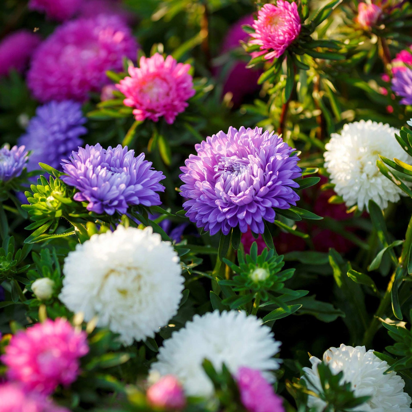 Colour Carpet Mix Aster