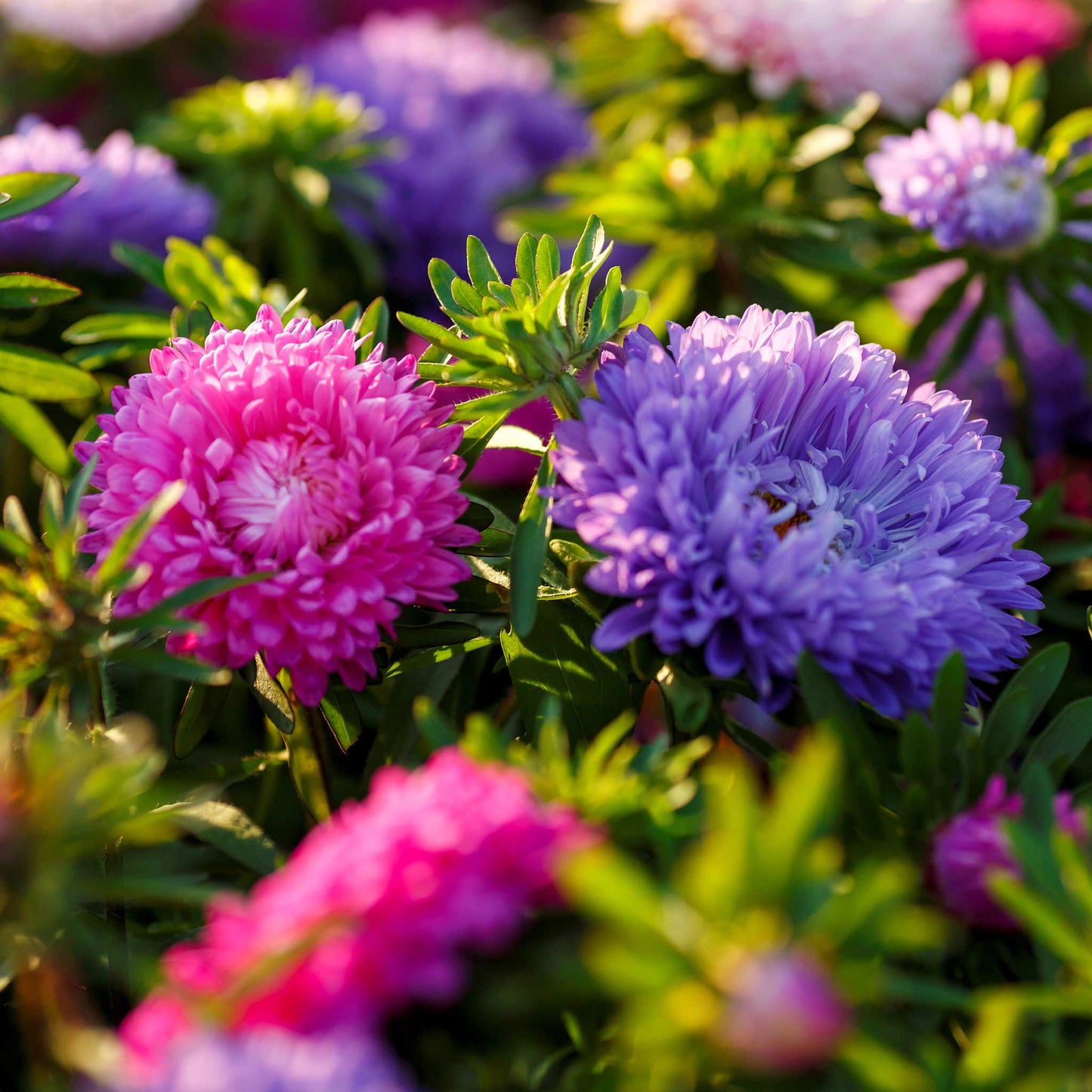 Colour Carpet Mix Aster