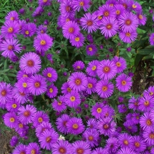 New cheap england aster
