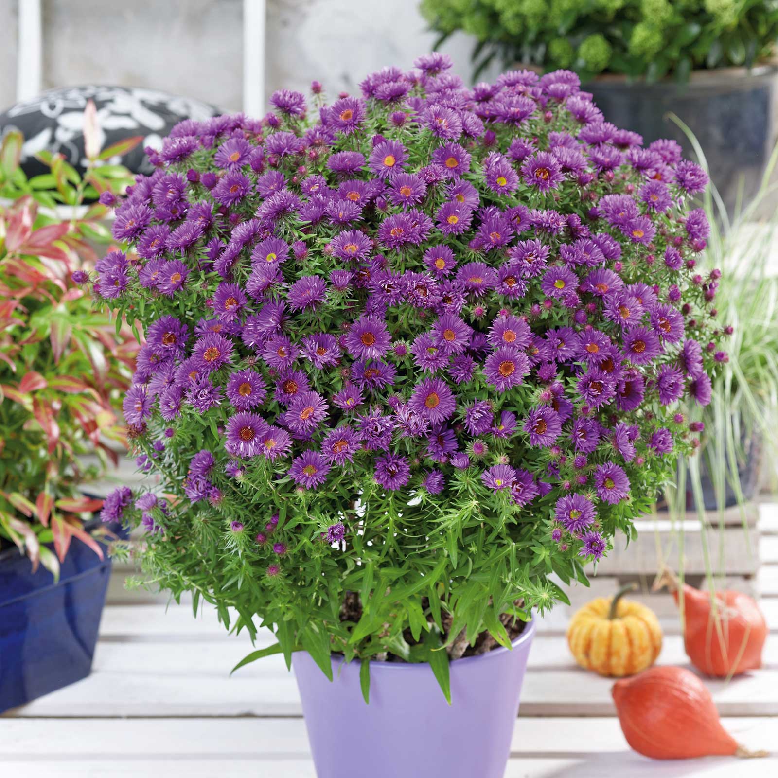 A vibrant purple aster flower, captured from a close-up perspective, planted in a pot.