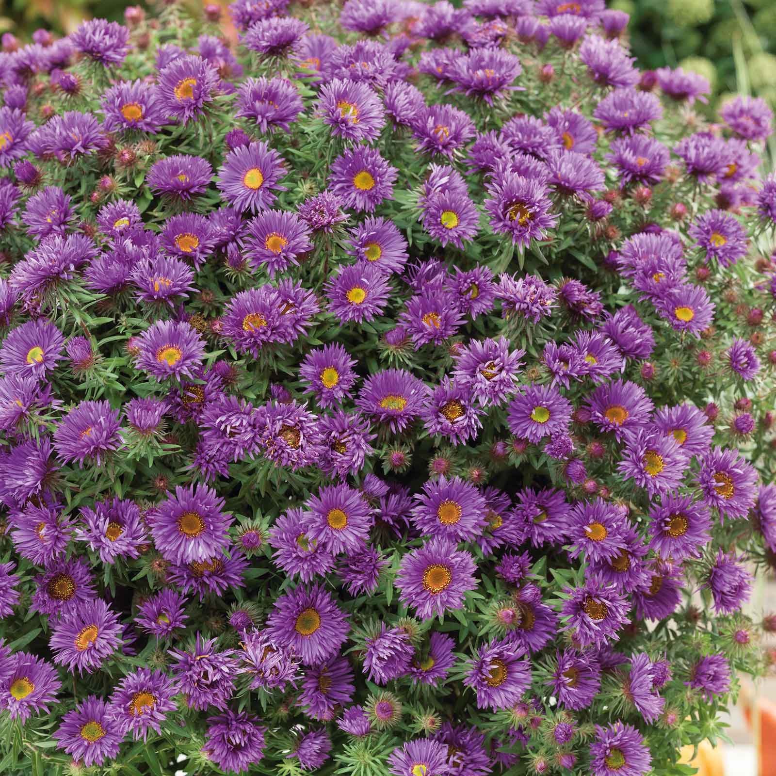A close-up shot of a purple aster flower with a yellow center, surrounded by green leaves.