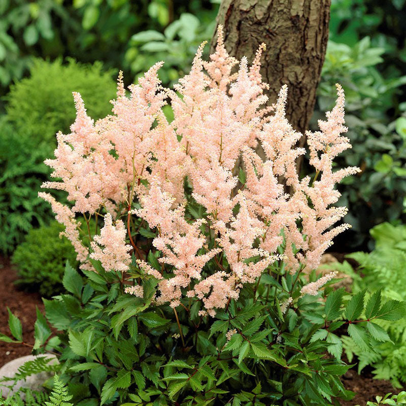 Astilbe Roots - Peach Blossom, Spring Flower Bulbs