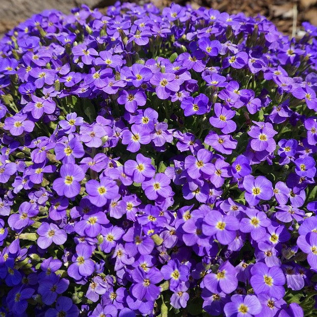 Whitewell Gem Aubrieta