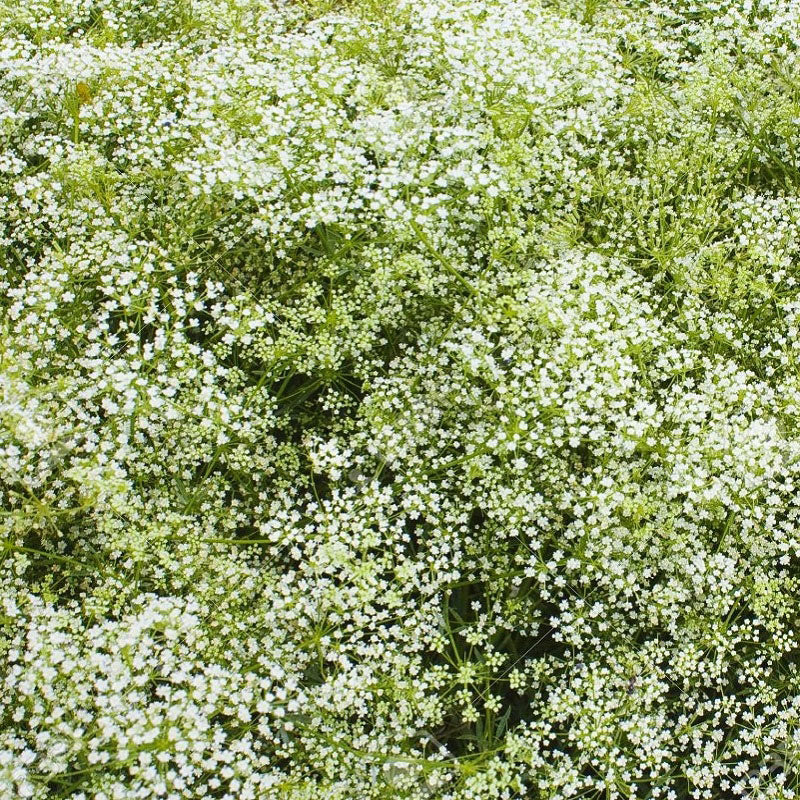 Perennial Babys Breath Seeds - Packet, White, Flower Seeds, Eden Brothers