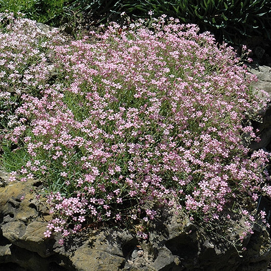 Pink Babys Breath