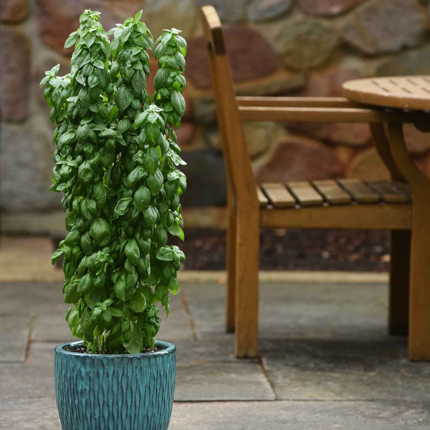 A lush Everleaf Emerald Tower basil plant with vibrant green leaves is shown, ready for harvest.