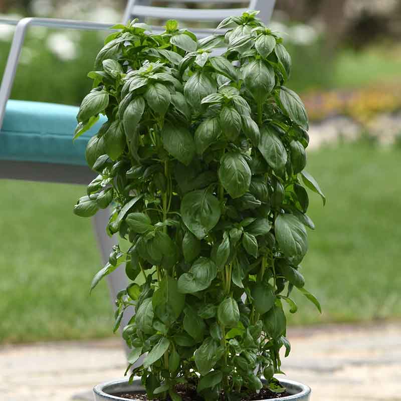An Everleaf Emeral Tower basil plant with vibrant green leaves and a tall, columnar growth habit.