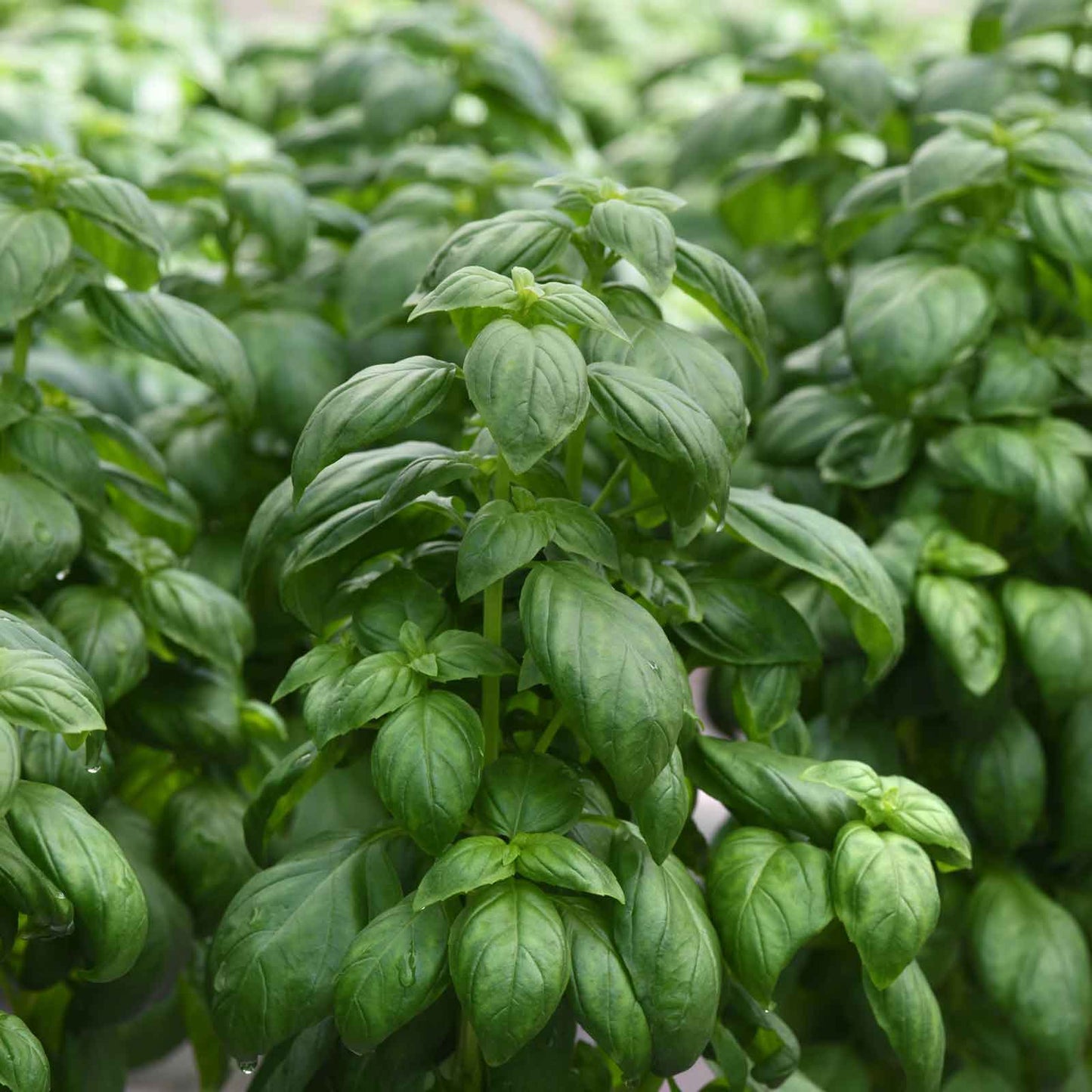 A close-up shot of several Everleaf Emerald Tower basil plants growing in a garden.